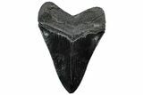 Serrated, Fossil Megalodon Tooth - South Carolina #307555-1